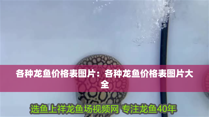 各種龍魚價格表圖片：各種龍魚價格表圖片大全