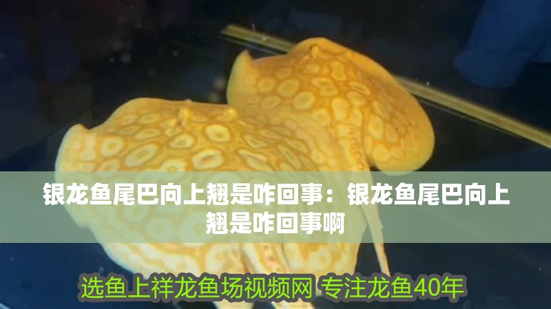 銀龍魚尾巴向上翹是咋回事：銀龍魚尾巴向上翹是咋回事啊
