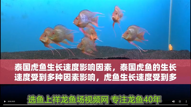 泰國虎魚生長速度影響因素，泰國虎魚的生長速度受到多種因素影響，虎魚生長速度受到多種因素影響