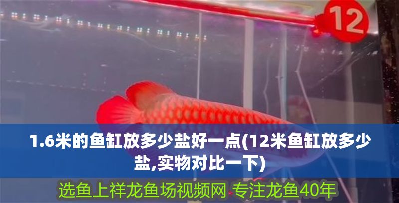 1.6米的魚缸放多少鹽好一點(12米魚缸放多少鹽,實物對比一下)