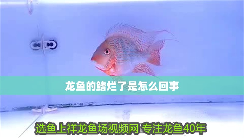 龍魚的鰭爛了是怎么回事