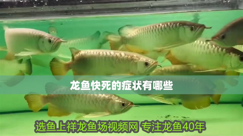 龍魚快死的癥狀有哪些