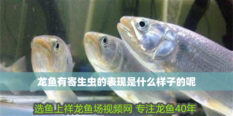 龍魚有寄生蟲的表現是什么樣子的呢