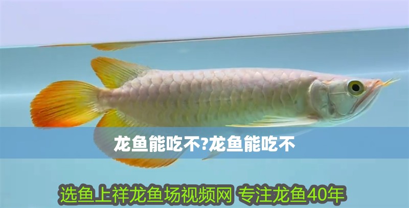 龍魚能吃不?龍魚能吃不 龍魚能吃不?龍魚能吃不 水族問答
