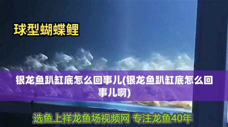 銀龍魚趴缸底怎么回事兒(銀龍魚趴缸底怎么回事兒啊) 銀龍魚百科 第1張 銀龍魚趴缸底怎么回事兒(銀龍魚趴缸底怎么回事兒啊) 銀龍魚趴缸底怎么回事兒(銀龍魚趴缸底怎么回事兒啊) 銀龍魚百科 第1張