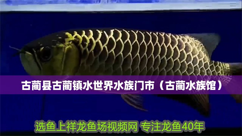 銀龍魚公母怎么區分視頻(銀龍魚公母怎么區分視頻教學) 銀龍魚百科 第2張 銀龍魚公母怎么區分視頻(銀龍魚公母怎么區分視頻教學) 銀龍魚公母怎么區分視頻(銀龍魚公母怎么區分視頻教學) 銀龍魚百科 第2張
