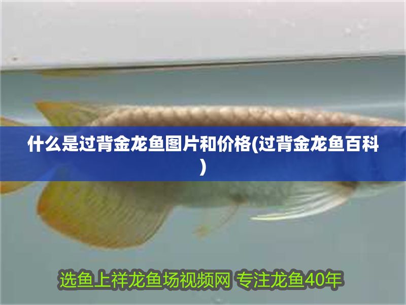 什么是過背金龍魚圖片和價格(過背金龍魚百科)