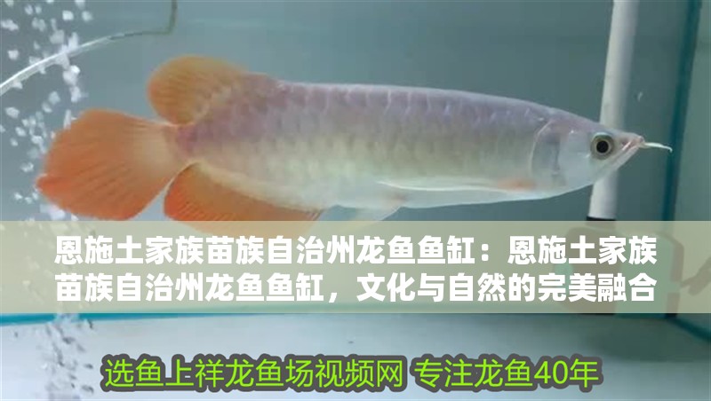 恩施土家族苗族自治州龍魚魚缸：恩施土家族苗族自治州龍魚魚缸，文化與自然的完美融合 恩施土家族苗族自治州龍魚魚缸：恩施土家族苗族自治州龍魚魚缸，文化與自然的完美融合 魚缸百科