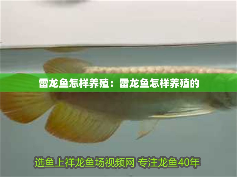 雷龍魚怎樣養殖：雷龍魚怎樣養殖的
