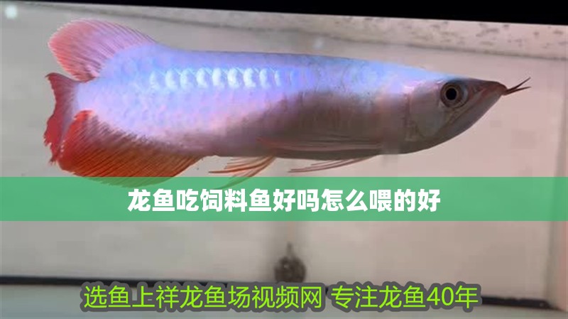 龍魚吃飼料魚好嗎怎么喂的好 龍魚吃飼料魚好嗎怎么喂的好 龍魚百科 第2張