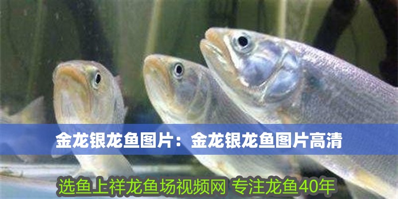 金龍銀龍魚圖片：金龍銀龍魚圖片高清