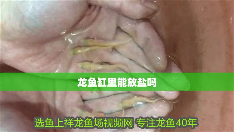 龍魚缸里能放鹽嗎