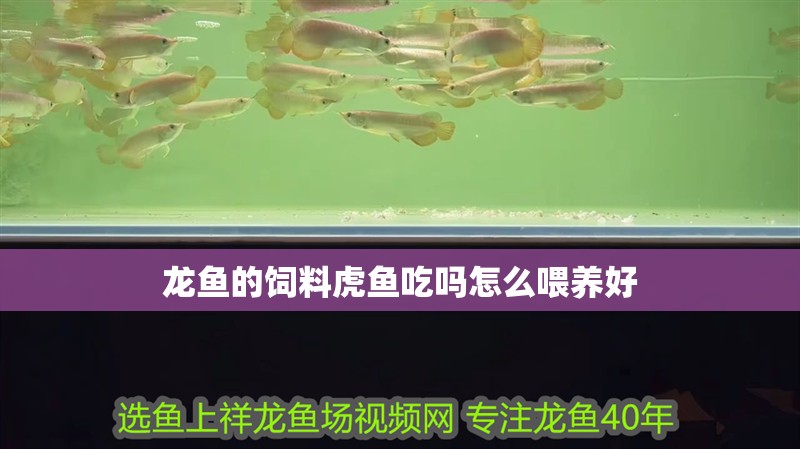 龍魚的飼料虎魚吃嗎怎么喂養好