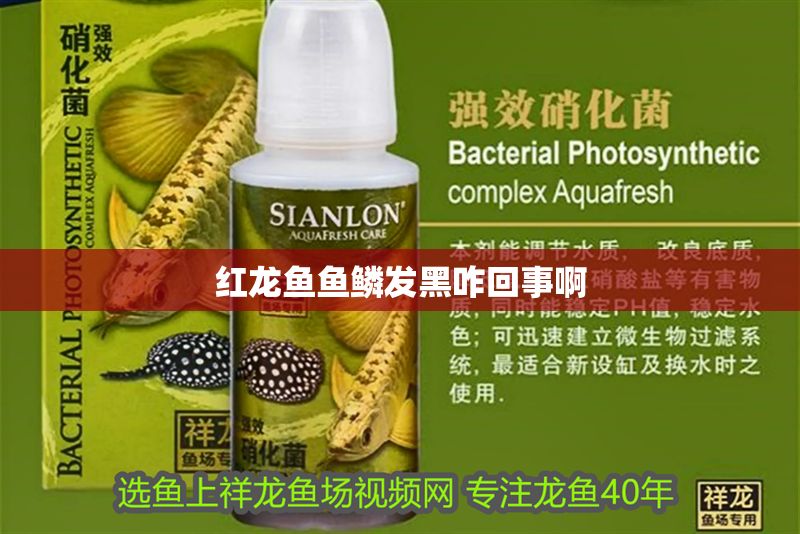 紅龍魚魚鱗發黑咋回事啊 紅龍魚魚鱗發黑咋回事啊 龍魚百科 第1張