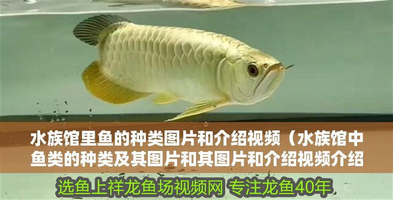 水族館里魚的種類圖片和介紹視頻（水族館中魚類的種類及其圖片和其圖片和介紹視頻介紹）