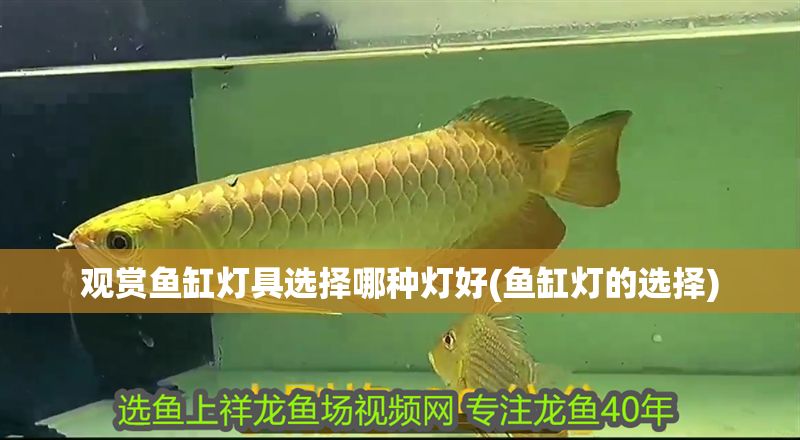 觀賞魚缸燈具選擇哪種燈好(魚缸燈的選擇)