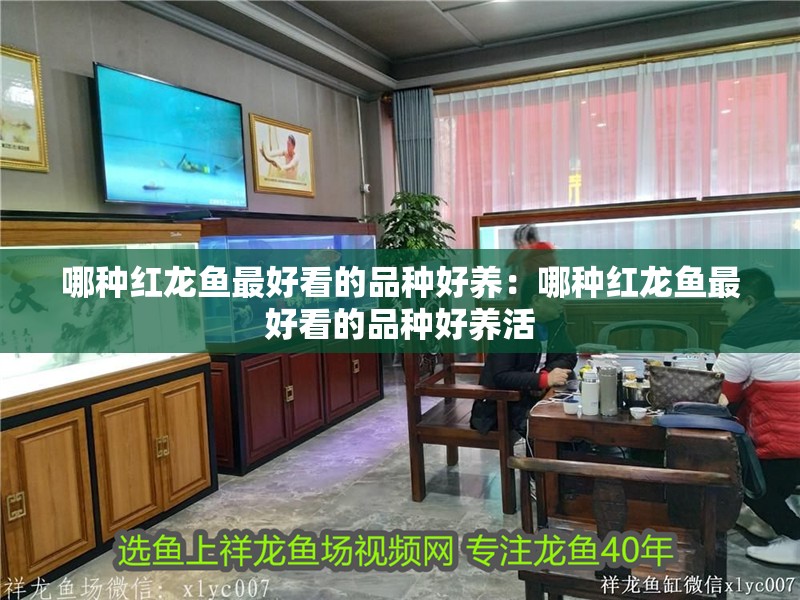 哪種紅龍魚(yú)最好看的品種好養(yǎng):哪種紅龍魚(yú)最好看的品種好養(yǎng)活 水族問(wèn)答 哪種紅龍魚(yú)最好看的品種好養(yǎng):哪種紅龍魚(yú)最好看的品種好養(yǎng)活 哪種紅龍魚(yú)最好看的品種好養(yǎng):哪種紅龍魚(yú)最好看的品種好養(yǎng)活 水族問(wèn)答