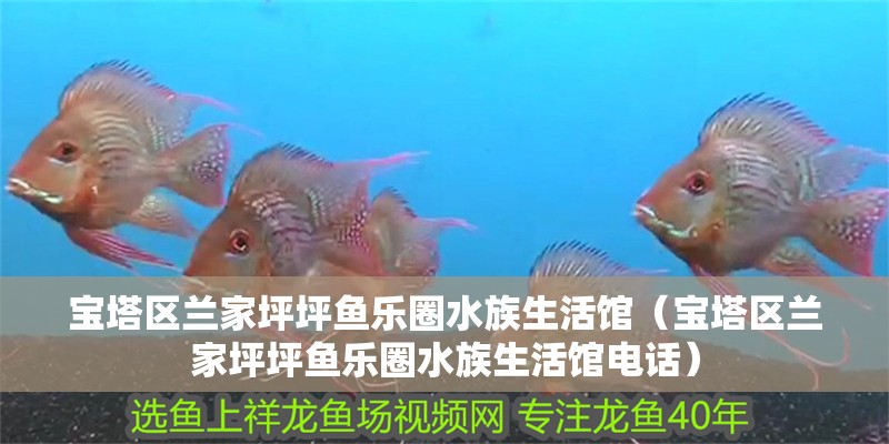 寶塔區(qū)蘭家坪坪魚樂圈水族生活館（寶塔區(qū)蘭家坪坪魚樂圈水族生活館電話）