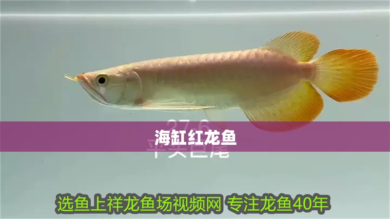 虎魚的功效與作用(老虎魚的功效與作用)