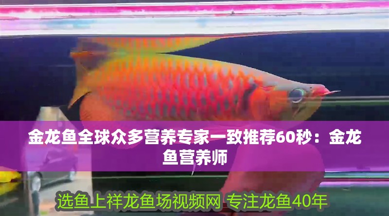 金龍魚全球眾多營養專家一致推薦60秒:金龍魚營養師 水族問答 金龍魚全球眾多營養專家一致推薦60秒:金龍魚營養師 金龍魚全球眾多營養專家一致推薦60秒:金龍魚營養師 水族問答