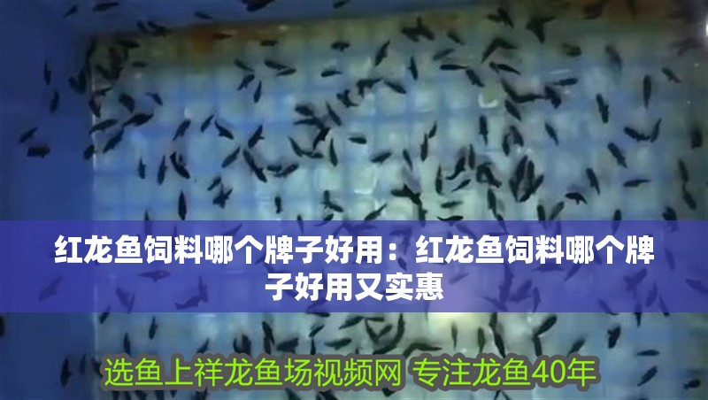 紅龍魚飼料哪個牌子好用：紅龍魚飼料哪個牌子好用又實惠