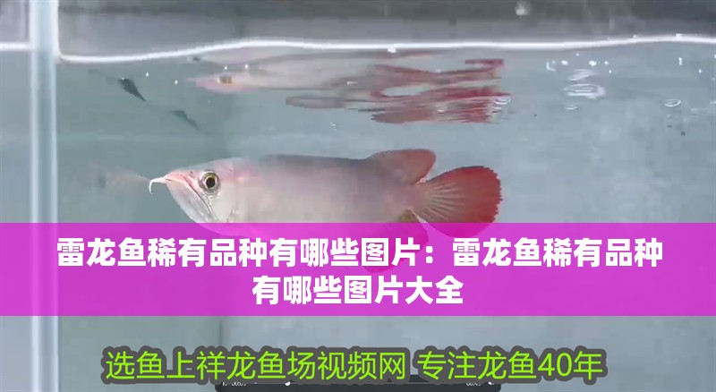 雷龍魚稀有品種有哪些圖片：雷龍魚稀有品種有哪些圖片大全