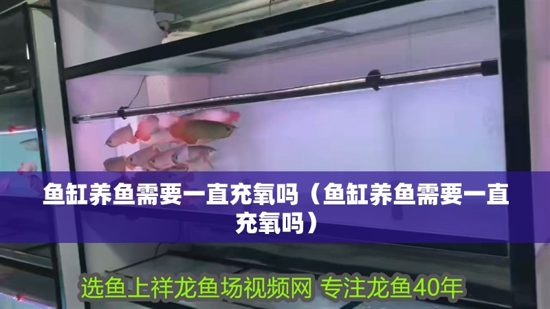 魚缸養(yǎng)魚需要一直充氧嗎（魚缸養(yǎng)魚需要一直充氧嗎）