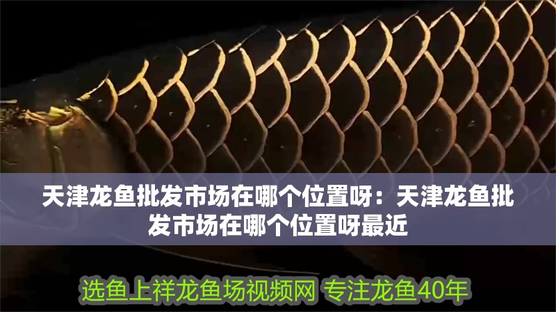 天津龍魚批發市場在哪個位置呀：天津龍魚批發市場在哪個位置呀最近 天津龍魚批發市場在哪個位置呀：天津龍魚批發市場在哪個位置呀最近 水族問答