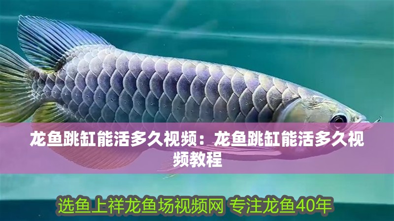 龍魚跳缸能活多久視頻：龍魚跳缸能活多久視頻教程