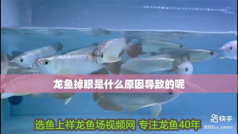 龍魚掉眼是什么原因導致的呢