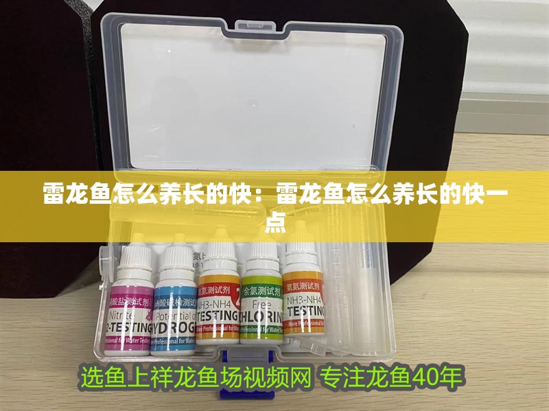 雷龍魚怎么養長的快：雷龍魚怎么養長的快一點