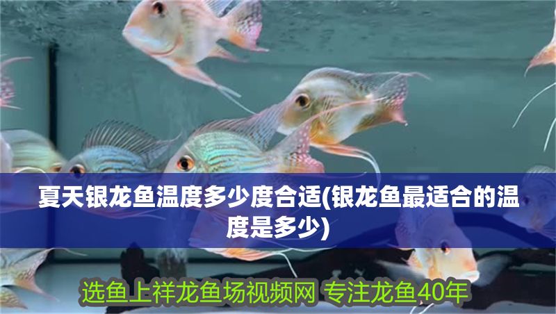 夏天銀龍魚溫度多少度合適(銀龍魚最適合的溫度是多少)