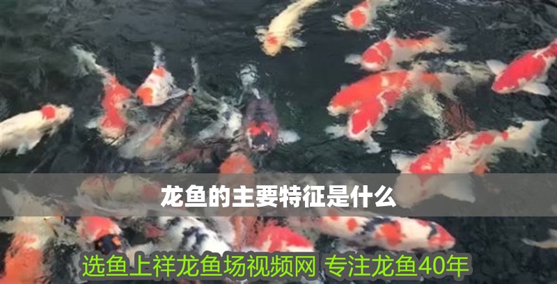 龍魚的主要特征是什么