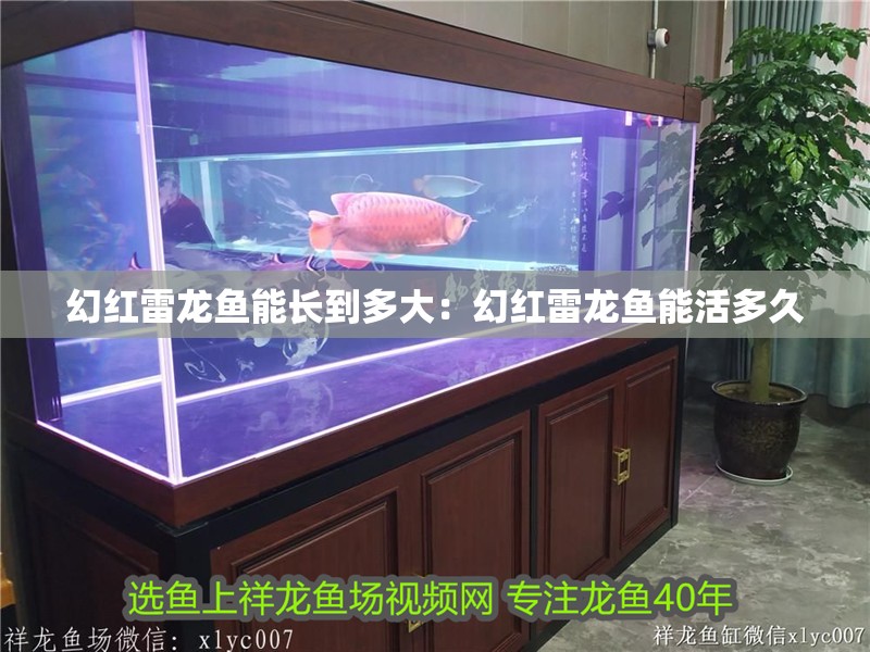 幻紅雷龍魚能長到多大：幻紅雷龍魚能活多久