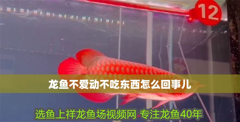龍魚不愛動不吃東西怎么回事兒 龍魚不愛動不吃東西怎么回事兒 龍魚百科 第2張