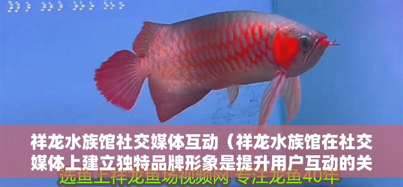祥龍水族館社交媒體互動（祥龍水族館在社交媒體上建立獨特品牌形象是提升用戶互動的關鍵）