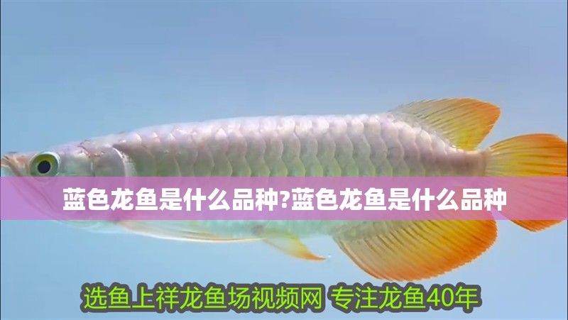 紅龍魚證書查詢：紅龍魚證書號查詢