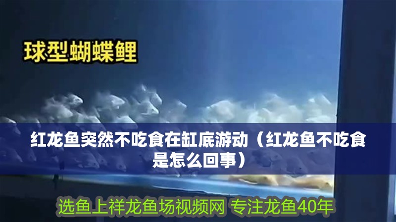 紅龍魚突然不吃食在缸底游動（紅龍魚不吃食是怎么回事）