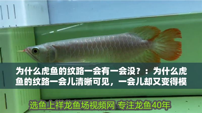 為什么虎魚的紋路一會(huì)有一會(huì)沒(méi)？：為什么虎魚的紋路一會(huì)兒清晰可見(jiàn)，一會(huì)兒卻又變得模糊或消失不見(jiàn)