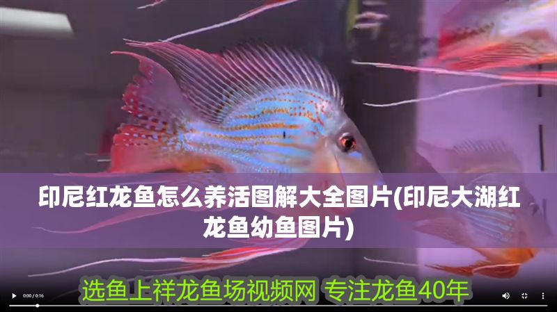印尼紅龍魚怎么養(yǎng)活圖解大全圖片(印尼大湖紅龍魚幼魚圖片)