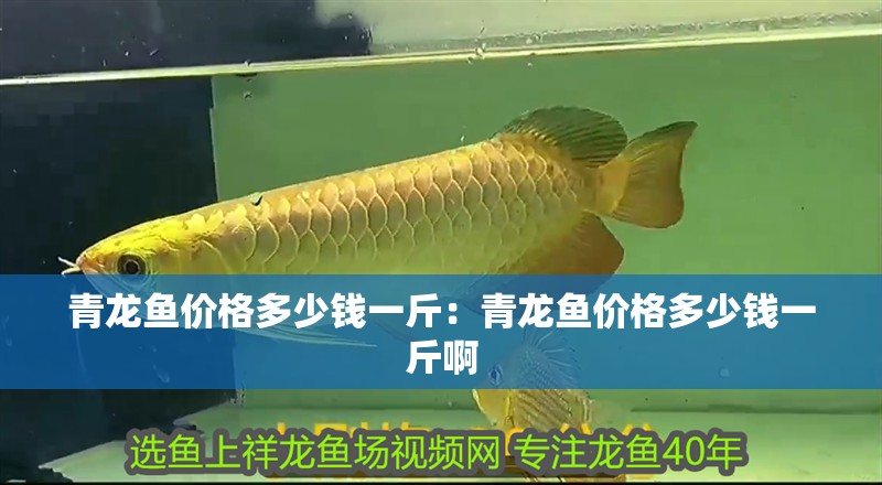 青龍魚價格多少錢一斤：青龍魚價格多少錢一斤啊