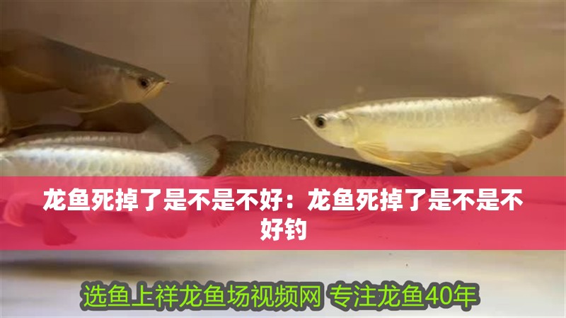 龍魚死掉了是不是不好：龍魚死掉了是不是不好釣