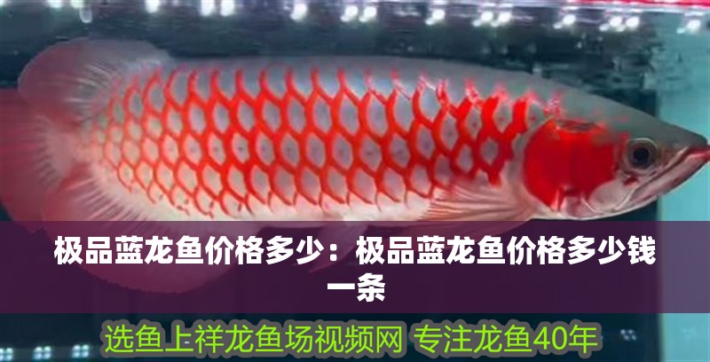 極品藍龍魚價格多少：極品藍龍魚價格多少錢一條