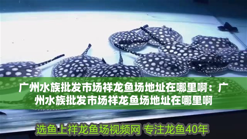 廣州水族批發市場祥龍魚場地址在哪里啊：廣州水族批發市場祥龍魚場地址在哪里啊