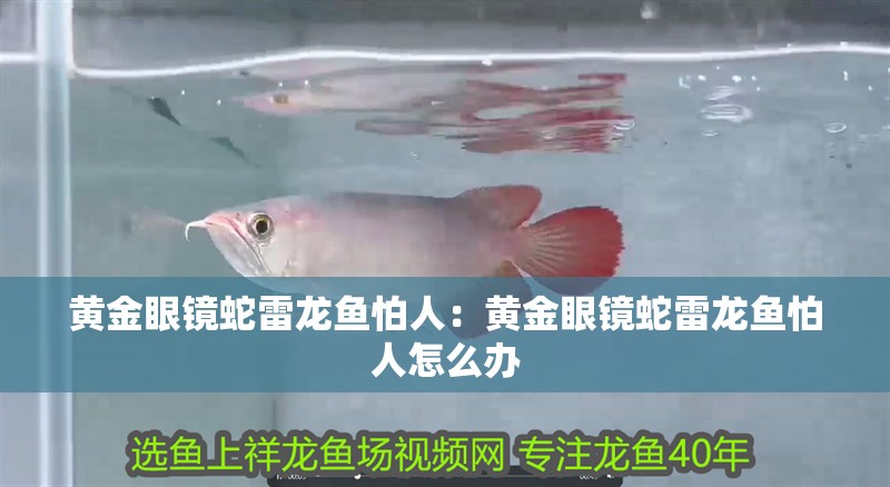 黃金眼鏡蛇雷龍魚(yú)怕人：黃金眼鏡蛇雷龍魚(yú)怕人怎么辦