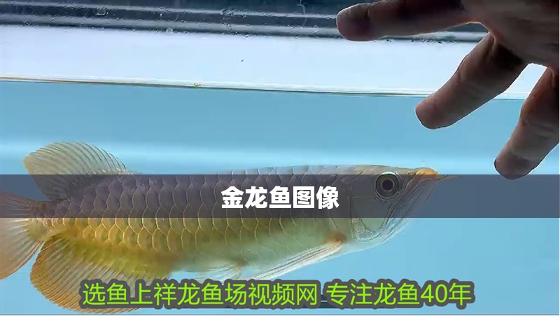 金龍魚圖像
