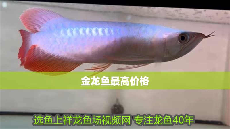 金龍魚最高價格 金龍魚最高價格 龍魚百科 第2張