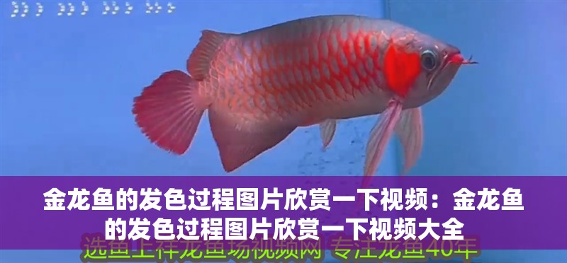 金龍魚(yú)的發(fā)色過(guò)程圖片欣賞一下視頻：金龍魚(yú)的發(fā)色過(guò)程圖片欣賞一下視頻大全