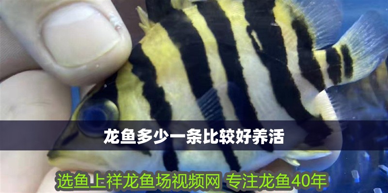 龍魚多少一條比較好養活