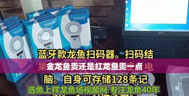 金龍魚貴還是紅龍魚貴一點(diǎn)